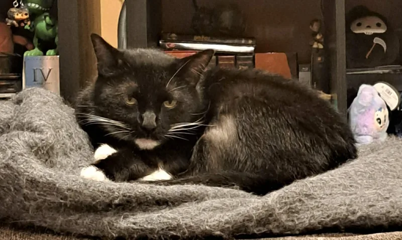 An adult medium-sized male Domestic Short Hair cat named Bootsy for adoption in Baltimore, MD
