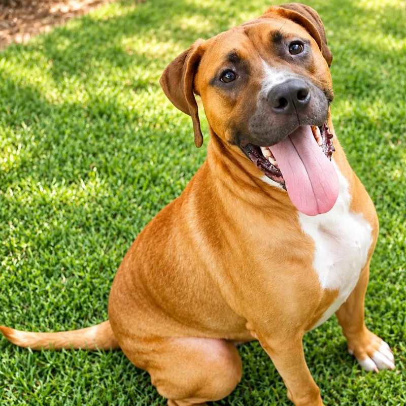 An adult large-sized male Yellow / Tan / Blond / Fawn Mixed Breed dog named Dylan for adoption in Hopkinton, MA