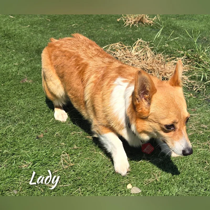 An adult small-sized female Yellow / Tan / Blond / Fawn Corgi dog named Lady for adoption in Fredericksburg, VA