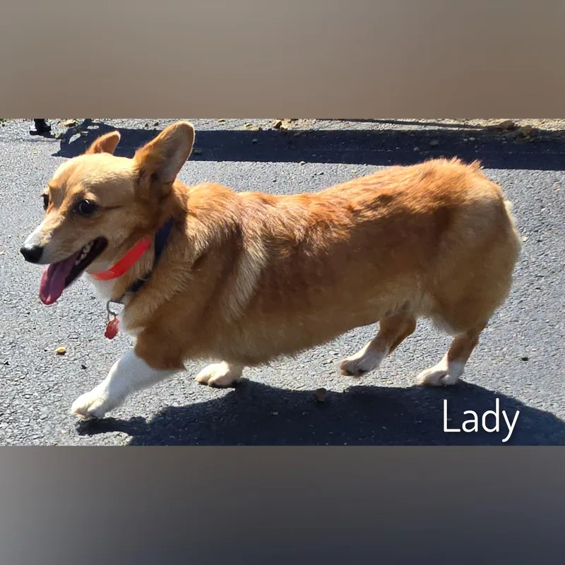 Lady thumbnail 2