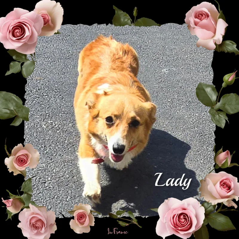 Lady thumbnail 4