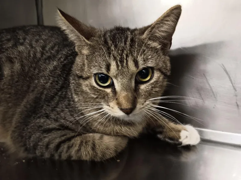 Steel Toe Boots thumbnail 2