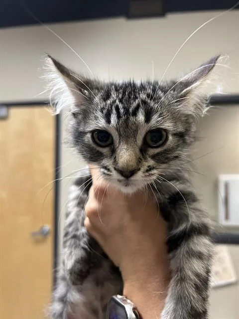 A baby small-sized female Domestic Short Hair cat named Saela for adoption in Modesto, CA