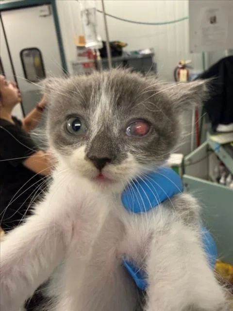 A baby small-sized male Gray / Blue / Silver Domestic Short Hair cat named Prospero for adoption in Woodland, CA