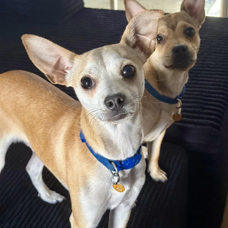 A young small-sized male Apricot / Beige Chihuahua dog named Knuckles for adoption in modesto, CA