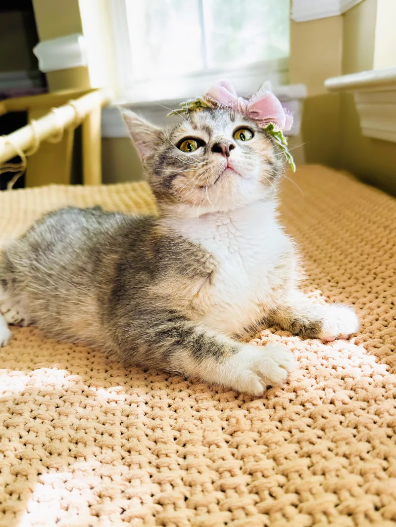 A baby medium-sized female Dilute Tortoiseshell Tortoiseshell cat named Corn for adoption in Mooresville, NC
