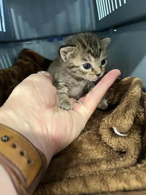 A baby small-sized female Domestic Short Hair cat named Lulu for adoption in Palmetto, FL