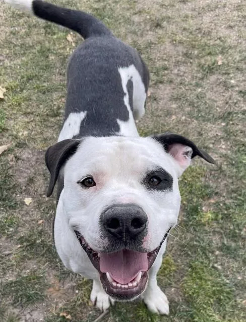 A young large-sized male Pit Bull Terrier dog named Buggy for adoption in Riverside, CA