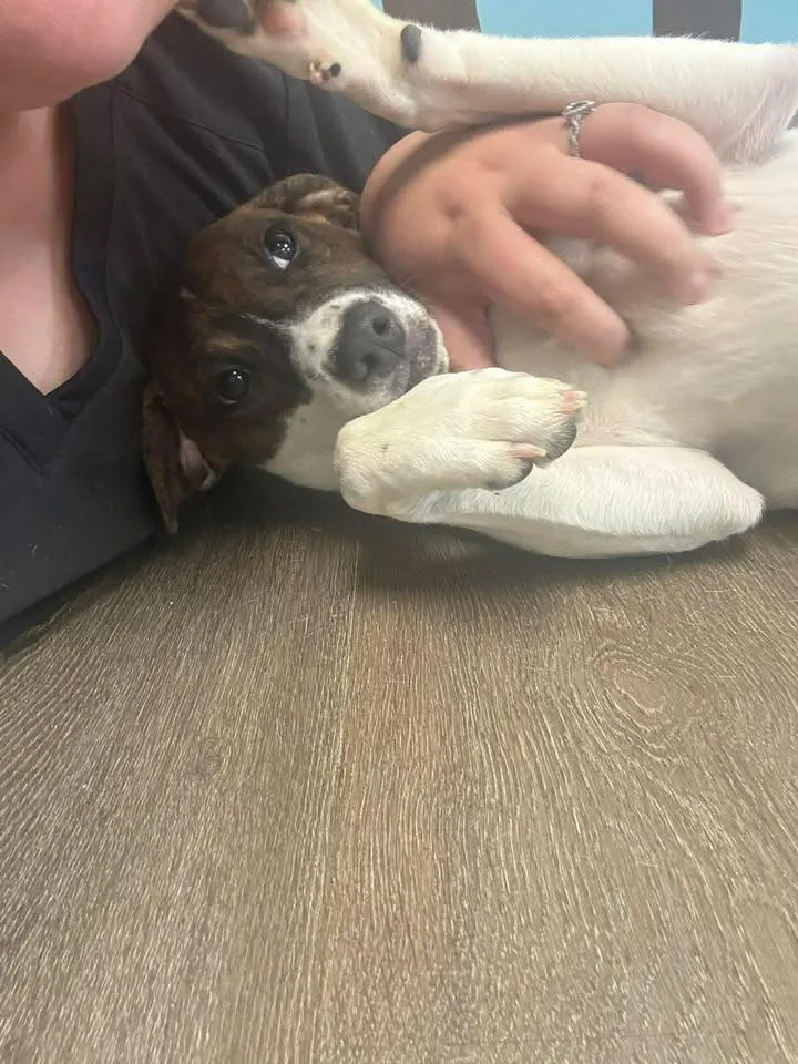 A baby medium-sized female Hound dog named Patsy for adoption in Lavonia, GA