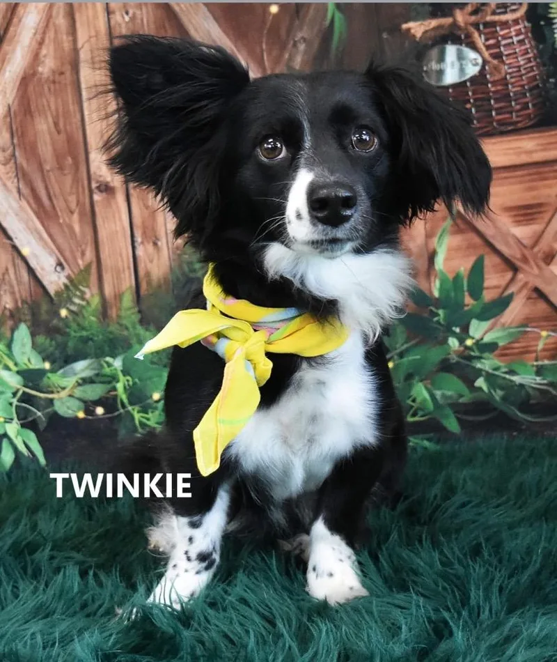 Twinkie