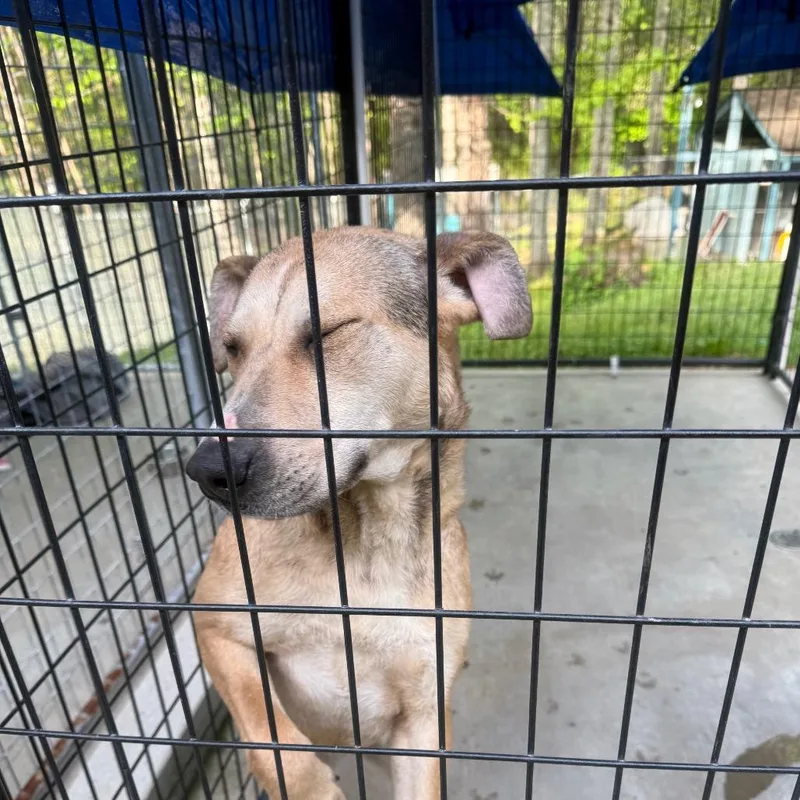 An adult medium-sized female Yellow / Tan / Blond / Fawn Mixed Breed dog named Penelope for adoption in Columbus, NC