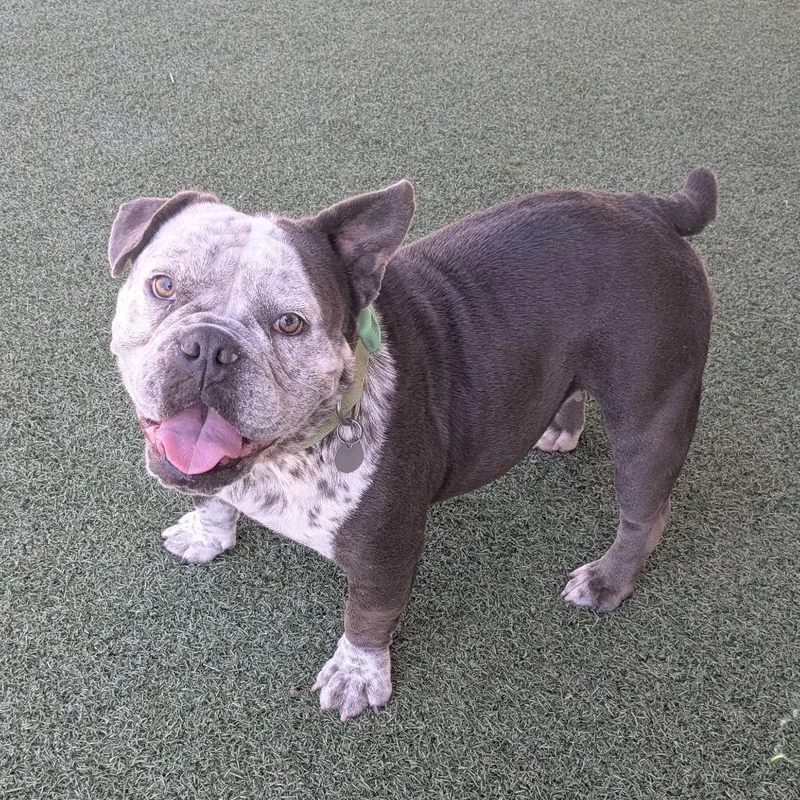 An adult medium-sized female English Bulldog dog named Nora for adoption in Riverside, CA