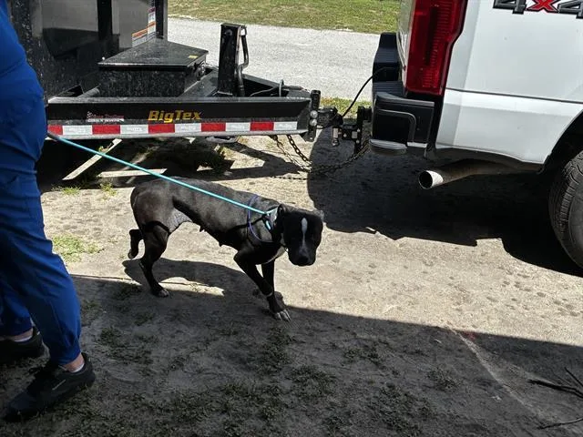 A young large-sized female Pit Bull Terrier dog named Oreo for adoption in Ocala, FL