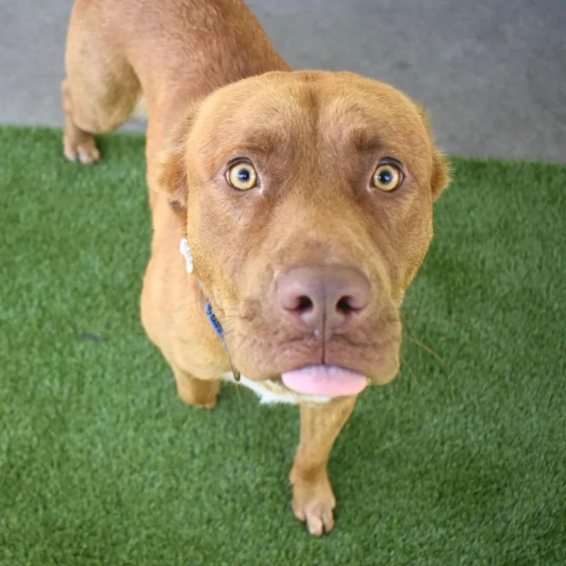 A young medium-sized female Mixed Breed dog named Bubbles for adoption in Saint Petersburg, FL