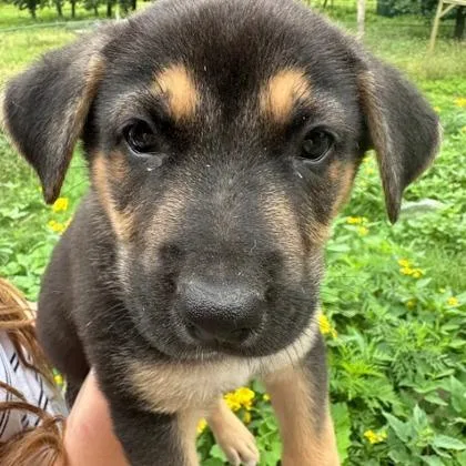 A young large-sized male Shepherd dog named Cpo for adoption in Kansas City, MO