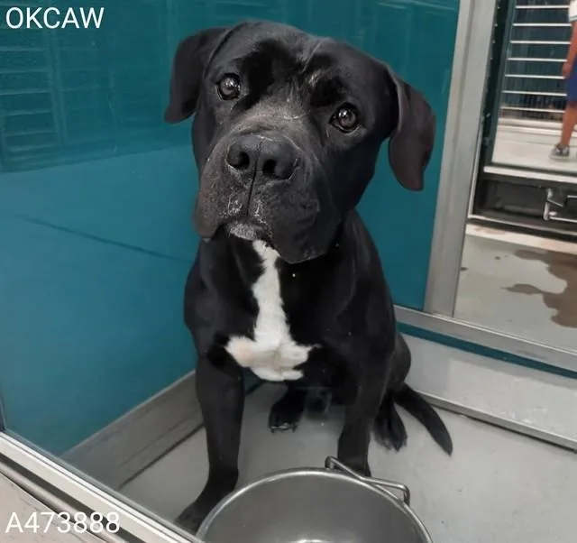 A young medium-sized male Pit Bull Terrier dog named Buster for adoption in Oklahoma City, OK