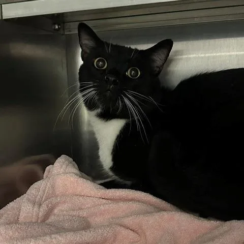 A young large-sized male Black Domestic Short Hair cat named HACCStray for adoption in Henderson, NV