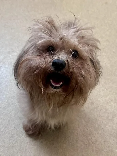 An adult small-sized male Maltese dog named Bentley for adoption in Derwood, MD