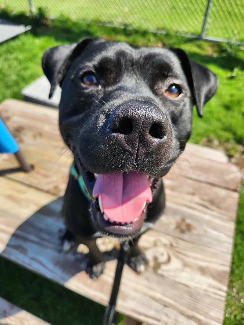 A young medium-sized male Black Pit Bull Terrier dog named Jester for adoption in Warren, OH