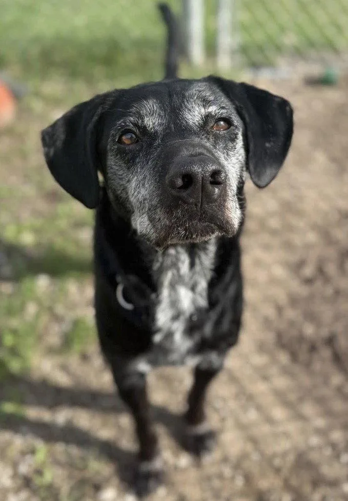 A senior medium-sized male Labrador Retriever dog named Boone for adoption in Williamsburg, IA