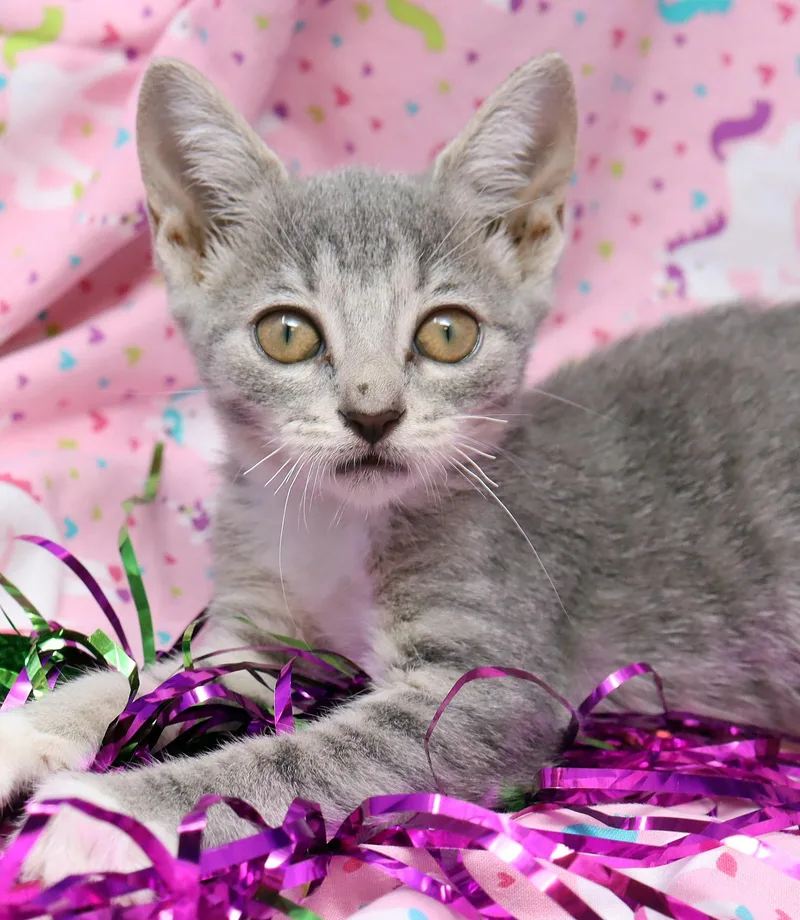 A baby medium-sized female Gray & White Domestic Short Hair cat named Latte for adoption in Tierra Verde, FL
