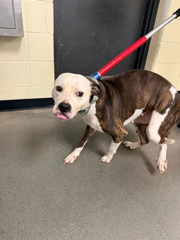 An adult large-sized female Pit Bull Terrier dog named Icc for adoption in Lawrenceville, GA