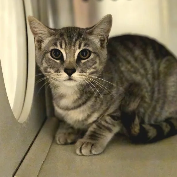 A baby small-sized female Domestic Short Hair cat named Carly for adoption in Oakland, CA