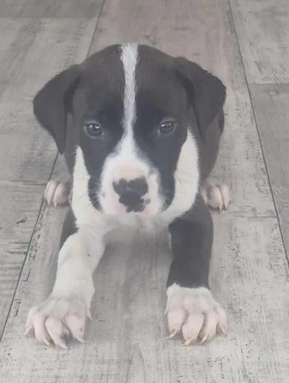An adult small-sized male Mixed Breed dog named Biscuit for adoption in Shreveport, LA