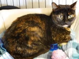An adult medium-sized female Tortoiseshell Domestic Short Hair cat named Birdie for adoption in Anaconda, MT