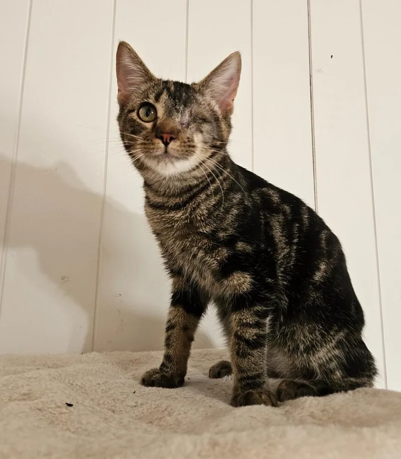A baby medium-sized male Tabby (Brown / Chocolate) Domestic Short Hair cat named Uno for adoption in China Township, MI