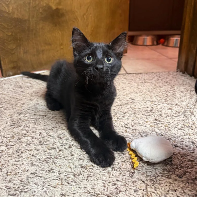 A baby small-sized male Black Domestic Medium Hair cat named Pot Roast for adoption in Gibsonia, PA
