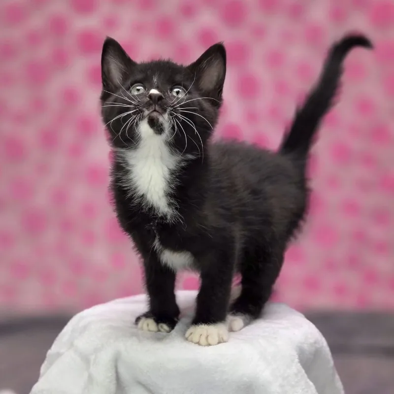 A baby small-sized female Black Domestic Short Hair cat named McKenzieC for adoption in East Saint Louis, IL