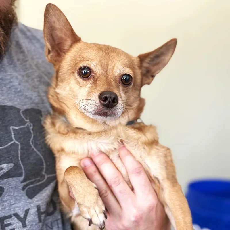 A senior small-sized male Brown / Chocolate Chihuahua dog named Fred for adoption in Rifle, CO