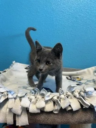 A baby small-sized female Domestic Short Hair cat named Wally for adoption in Pequot Lakes, MN