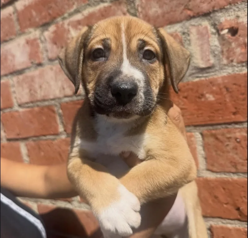 A baby large-sized male Boxer dog named Simon Says for adoption in Pasadena, CA