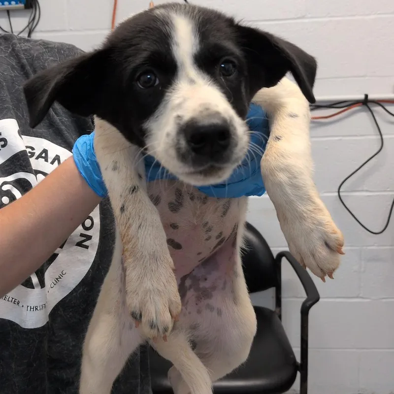 A baby small-sized female White / Cream Pointer dog named Quiz for adoption in Hattiesburg, MS