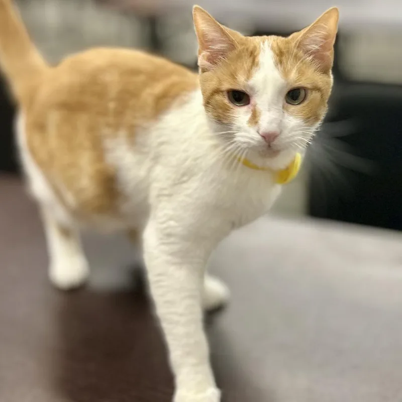 A young small-sized male Orange / Red Domestic Short Hair cat named Billy the Kid for adoption in Philadelphia, PA