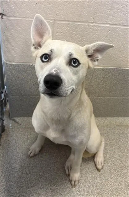 A young medium-sized female Carolina Dog dog named Suki for adoption in Statesville, NC