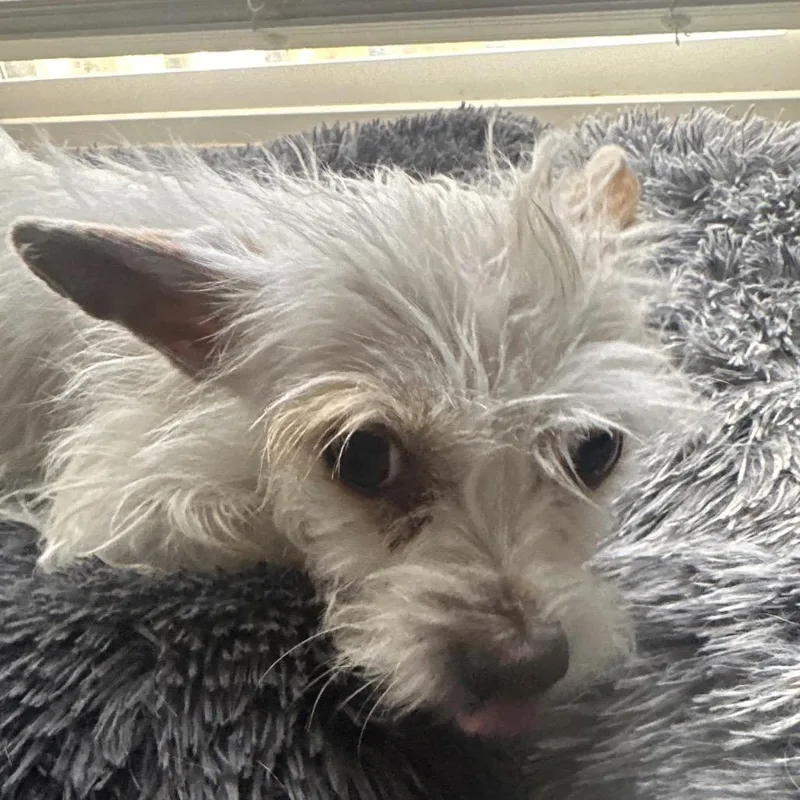 An adult small-sized female White / Cream Terrier dog named Yogurt for adoption in Las Vegas, NV