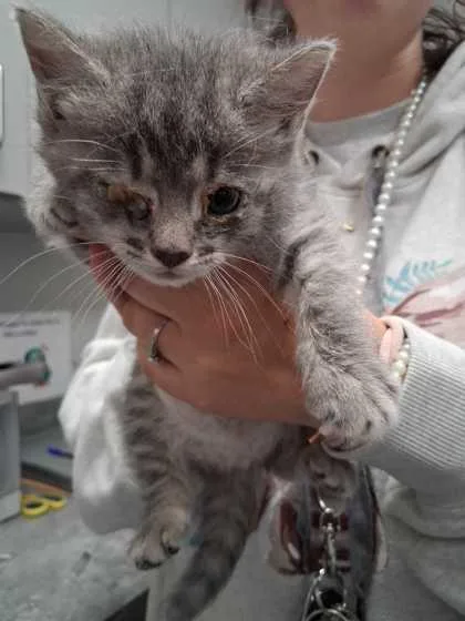A baby small-sized female Domestic Short Hair cat named Sally Joe for adoption in Sevierville, TN