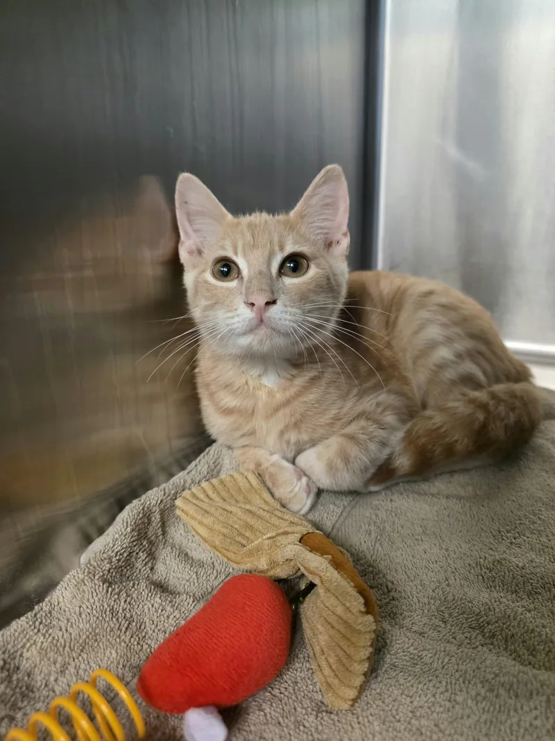 A baby medium-sized male Tabby (Orange / Red) Domestic Short Hair cat named Teddy for adoption in Umatilla, FL