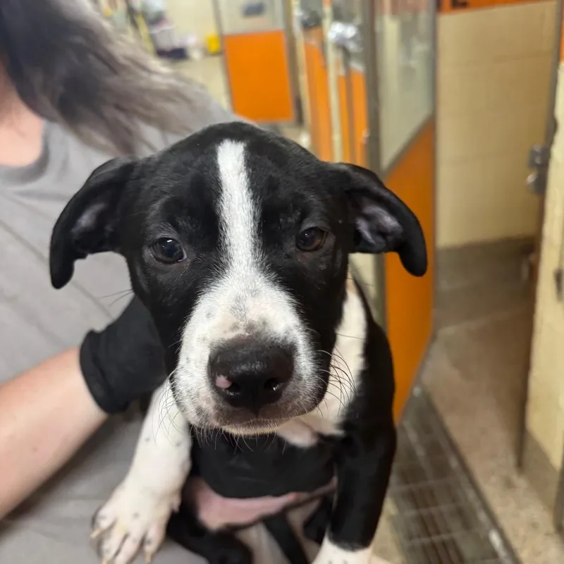 A baby medium-sized male Black Mixed Breed dog named Seaweed for adoption in Pensacola, FL