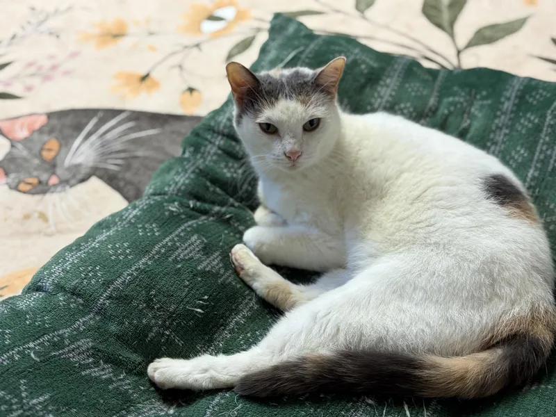 A senior medium-sized female Calico cat named Serena for adoption in Greensburg, PA