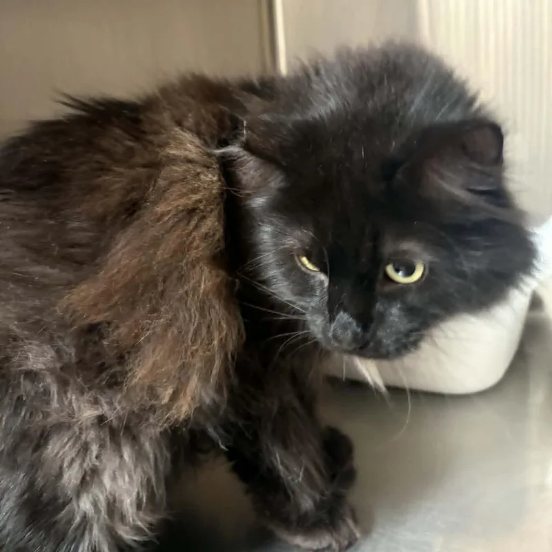 An adult large-sized female Black Domestic Long Hair cat named Storm  Costa Mesa for adoption in Chino Hills, CA