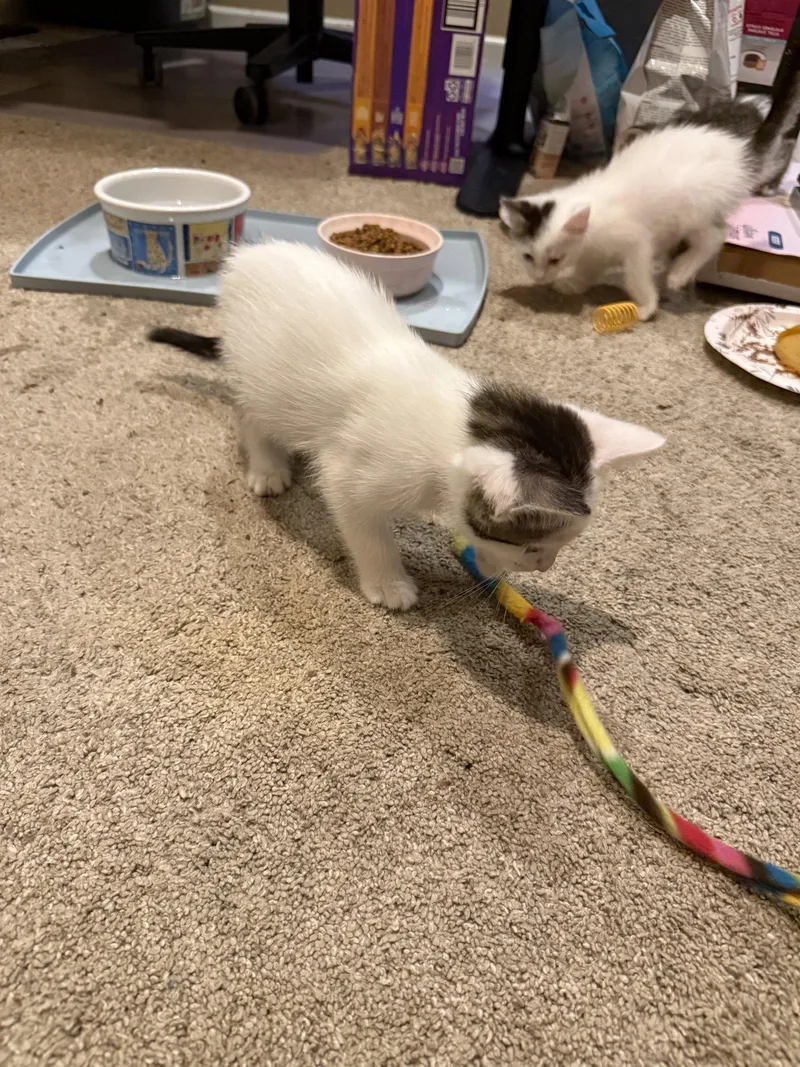 A baby medium-sized male Domestic Short Hair cat named Crescendo for adoption in Broomall, PA