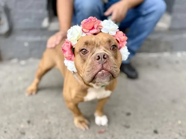 An adult medium-sized female Mixed Breed dog named Red Berry for adoption in New York, NY