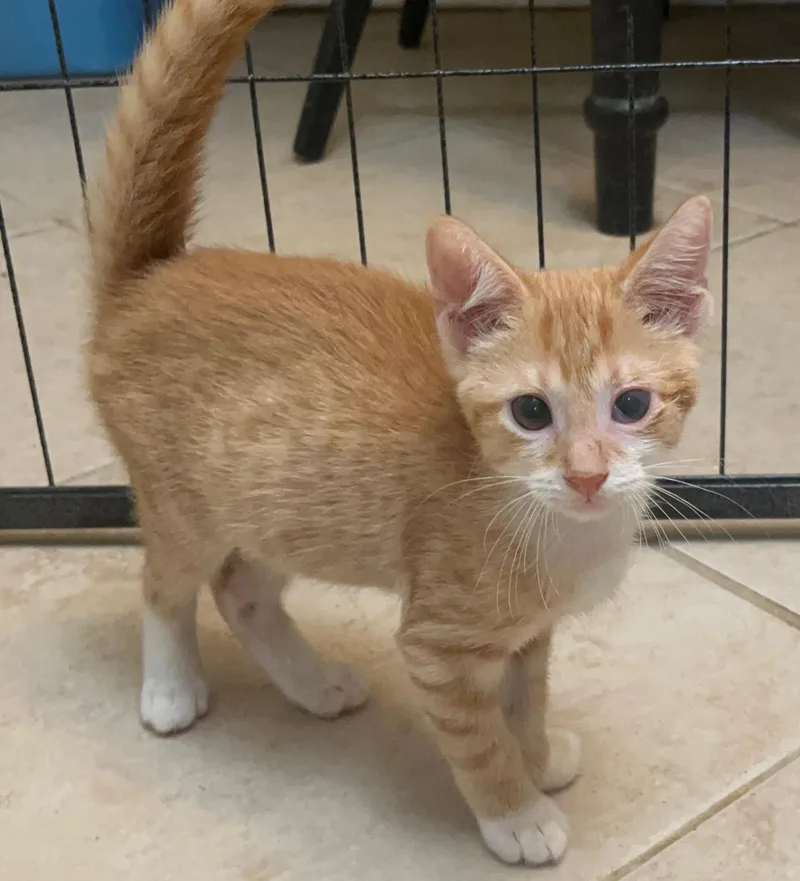A baby medium-sized male Tabby cat named Sugar Kiss Melon for adoption in Columbia, SC