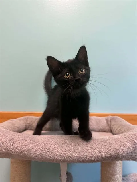 A baby small-sized male Domestic Short Hair cat named Fried Oreo for adoption in Belleville, IL