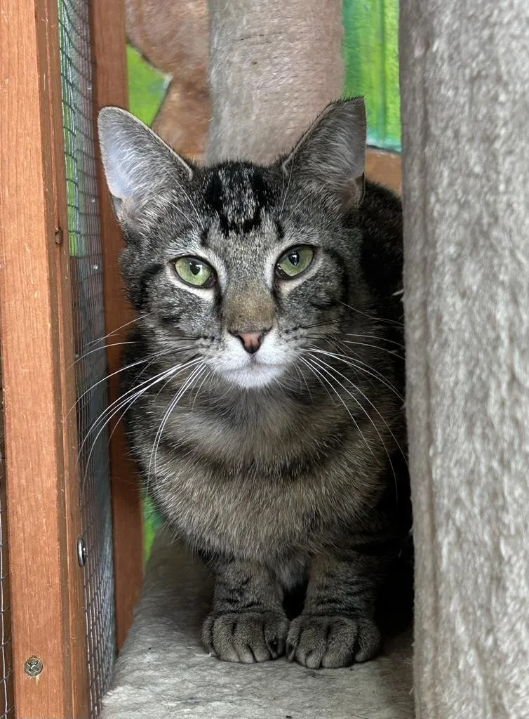 An adult small-sized male Domestic Short Hair cat named Jep for adoption in Jim Thorpe, PA