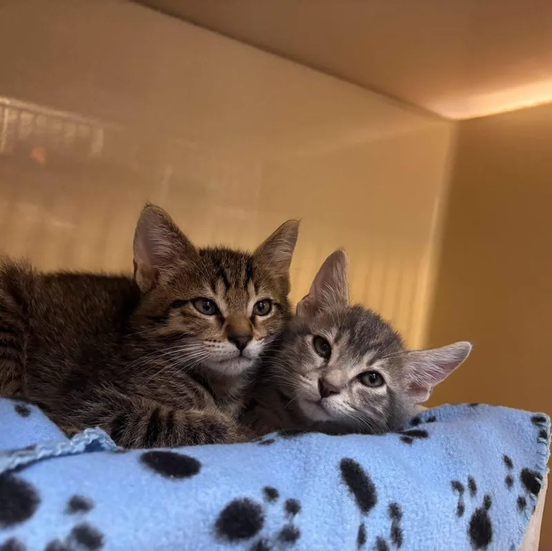 A baby medium-sized male Domestic Short Hair cat named Big Mac and Small for adoption in Stillwater, OK